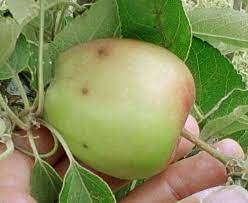 Moth (cydia pomonella l.) and plum curculio cconotrachelus. Explain It To Me Plum Curculio In Apples General Fruit Growing Growing Fruit