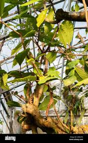 Image result for Ficus saussureana