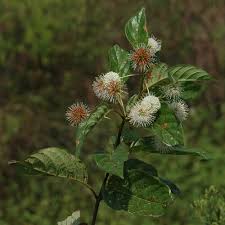 Image result for Lettowianthus