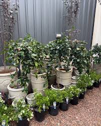 Image result for Maerua paniculata