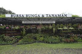 Tanaman yang jadi ikon hari natal di seluruh dunia ini memiliki banyak jenis yang bisa dipilh untuk menghiasi kebun. Bursa Bunga Tanaman Taman Bunga Nusantara