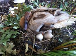 L'autolysat filtré d'anas barbariae (canard de barbarie) en 200 k (doses) permet d'enrayer la grippe à tous les âges. Ponte De La Cane Poules Et Cie