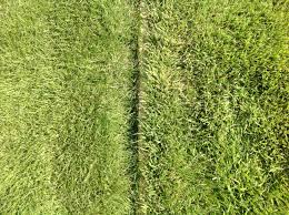 Emerald green started as a part time business driven by request for high quality work at reasonable prices. Turfgrass Sod Zoysia Bermuda Centipede Fescue Zoysia Grass Seed Sod Grass Grass Seed