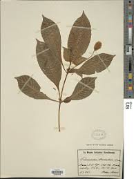 Image result for Dicliptera hensii