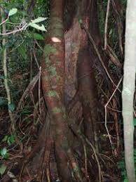 Image result for Uapaca guineensis