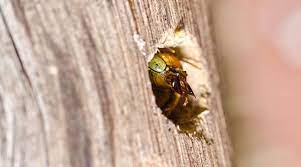 I used wd 40 on landing surfaces. How To Get Rid Of Carpenter Bees 3 Diy Methods To Repel Them