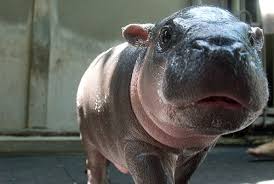 Most hippos are born in the water, but they can't actually swim, the zoo said. First Of All They Re Really Cute When They Re Babies Baby Hippo Hippopotamus Cute Hippo