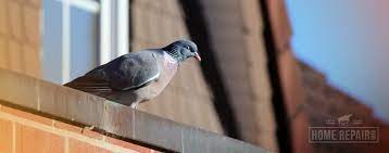 How to get rid of wood pigeons on roof. How To Get Rid Of Pigeons 10 Best Remedies For 2020