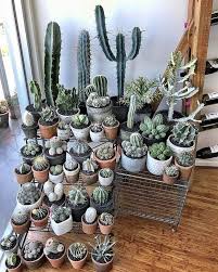 27 Beauty Cactus And Succulent Garden Ideas For Indoor Gardendesign Gardeningtips Gardening Succulents Indoor Cacti And Succulents Indoor Flowers