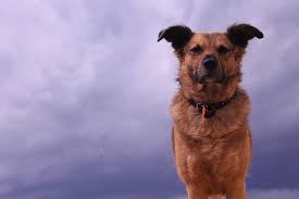 Introduce them in a positive environment. How To Calm Dogs Down During A Storm Gulf Coast K9 Dog Training