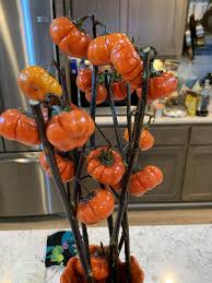 Gardeners who are growing this plant for the first time, with no other knowledge of the plant, probably won't be using this. Mystery Revealed And A Bonus Plant