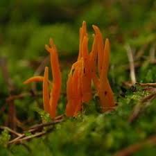 Gelber Ziegenbart Essbare Pilze Pilze Und Pilze Sammeln
