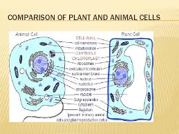 Check spelling or type a new query. Plant Cell Structure And Cell Processes Unit Objectives