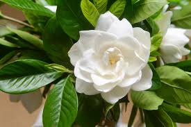 Image result for Gardenia