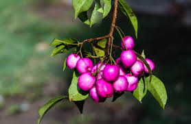 Image result for Syzygium staudtii