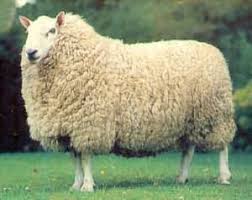 Black And White Sheep Breeds Nz Awassi Sheep Sheeps Animals And Pets Pictures Movies Images Photos Information Sheep Breeds Sheep Sheep Farm