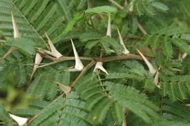 Image result for Acacia cornigera