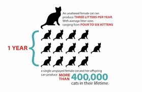 A pregnant cat is also fondly referred to as a queen. Is My Cat Pregnant Or Just Overweight The Dog People By Rover Com