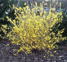 Forsythia is deciduous which means in the winter the branches are bare and the flowers are followed by small fresh green leaves. Fast Growing Forsythia Bushes Bring Summer Color To The Garden