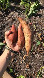 Are grown mostly in the south. Container Gardening Planting A Sprouted Sweet Potato Naples Botanical Garden