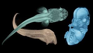 نتیجه جستجوی لغت [appendages] در گوگل