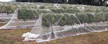 If your only concern is birds, the bird netting is lighter weight and therefore easier to support. Bird Netting Protects Orchard From Birds Mesh 6 Mm 6 M