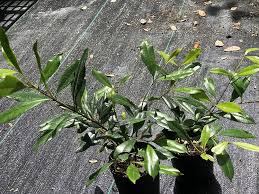 Image result for Eugenia aschersoniana