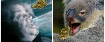 Warning‼️if you suffer from epilepsy, you might not wanna watch this video🚫follow me on instagram @cynigrammstart the new year off with this banger of a vi. The 11 Best Netflix Shows To Watch When You Re Stoned