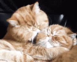 Cats Love To Give Kisses Too 10 Gifs Cute Cats Cute Animals Funny Animals