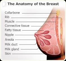 Breast pain after menopause is caused most frequently by hormone replacement therapy, as female hormones cause increased sensitivity of the breast tissue. Breast Pain Symptom Information 34 Menopause Symptoms