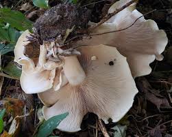 Image result for Clitocybe multiceps