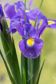 Purple yellow flowers flower nature bloom spring blossom plant garden. Iris Hollandica Sapphire Beauty Ornamental Flowering Plant Purple Stock Photo Picture And Royalty Free Image Image 113381454