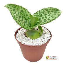 Image result for Drimiopsis botryoides