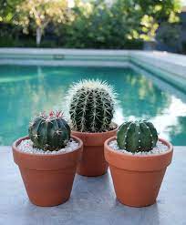 They eat cactus because cactus has water in it. How To Grow And Take Proper Care Of The Indoor Cactus Plants Read To Find Out The Details