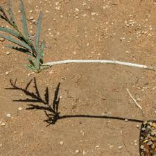 Image result for Adenia repanda