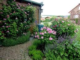 Historische Rosen 2015 Seite 11 Rund Um Die Rose Mein Schoner Garten Online Garten Rosen Garten Ideen