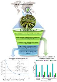 Image result for Terminalia brachystemma