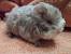 Baby First Born Baby Long Haired Guinea Pig