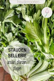 Staudensellerie Anbauen Sellerie Pflanzen Staudensellerie Gemuse Anbauen