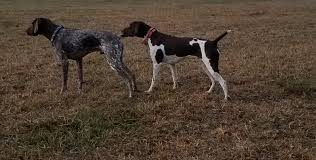 9 weeks old australian shepherd puppies. About Big Cedar Pointers