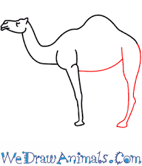 Camels do not store water in the hump; How To Draw A Camel