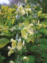 Salvias That Won T Let You Down Finegardening