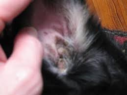 These are the real culprits behind excessive scratching in dogs, dog flaky skin and dryness, and other canine skin conditions. Pin On Home 3