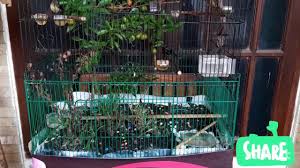 Kandang aviary sello agro farms majalengka di buat secara semi alam,dan fi idi bermacam macam burung yang mulai. Mini Aviary Kandang Kotak Lovebird Update Youtube