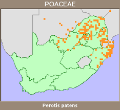 Image result for Perotis patens