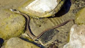 Your pet garter will love to get a live hunt right from their bowl. Garter Snake Care The Ultimate Guide For Pet Owners