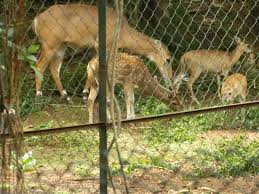 Mini Train in Sanjay Gandhi National Park