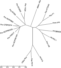 Image result for pseudomonas savastanoi pv nerii oleander symptoms