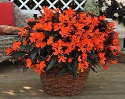 Image result for Begonia iucunda