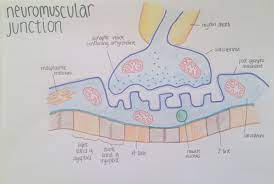 Neuromuscular Junction Neuromuscular Junction Volunteer Activities Neuromuscular